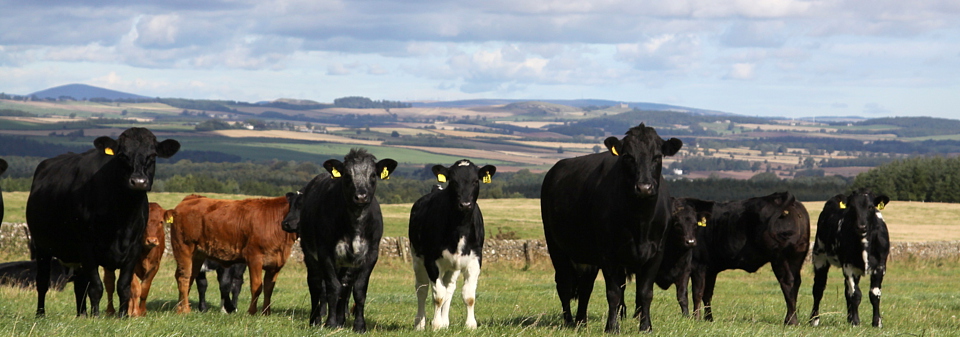 Cows and calves at Upper Nisbet Farm